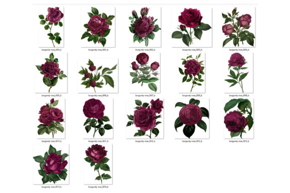 Vintage Burgundy Roses Clipart 17233543