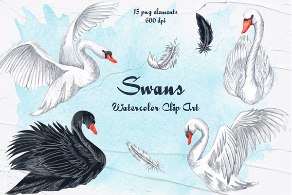 Swans Watercolor Clipart