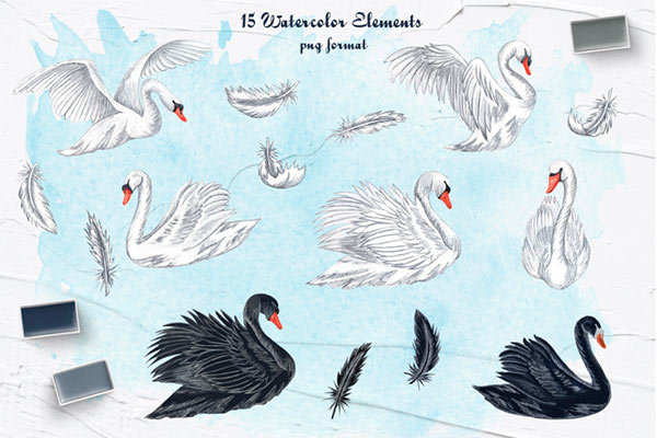 Swans Watercolor Clipart