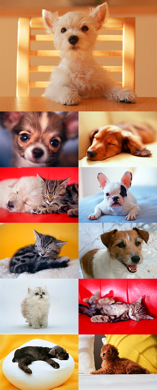 Stock Photos - SZ124 Puppies & Kittens