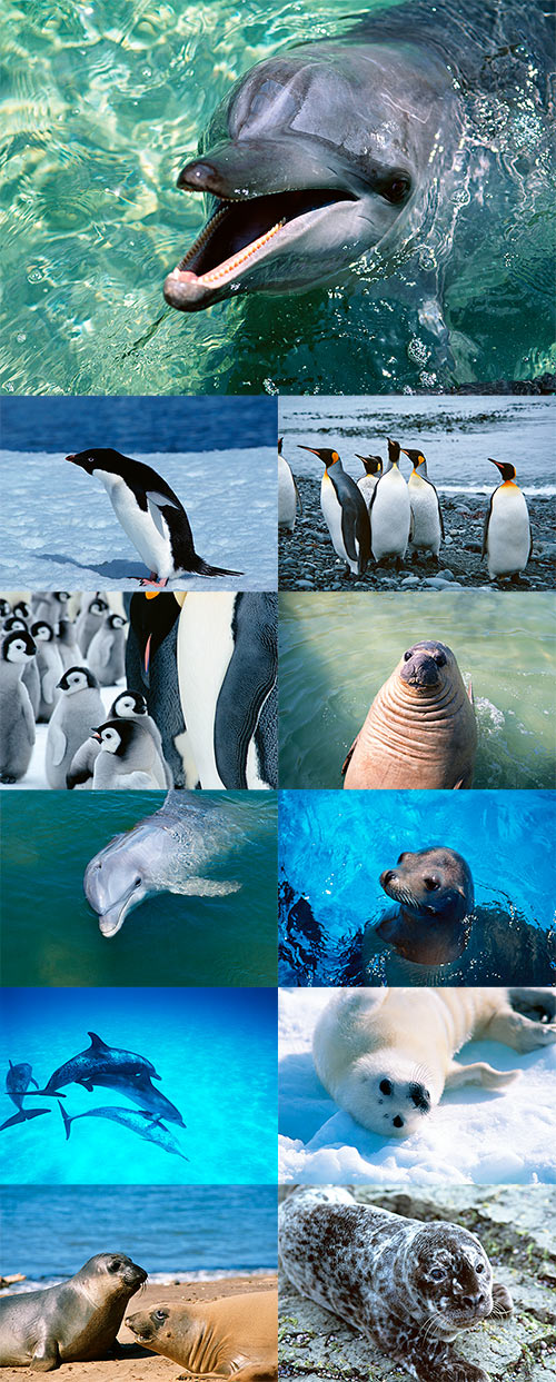 Stock Photos - SJ072 Dolphins, whales and penguins - Marine animals