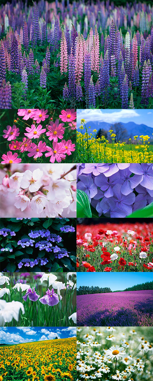 Stock Photos - SZ121 Blooming Scenery