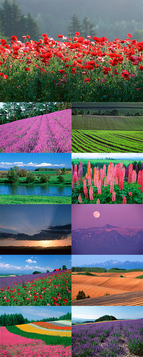 Stock Photos - SJ077 Biei and Furano - Landscapes of Flowers and Hills