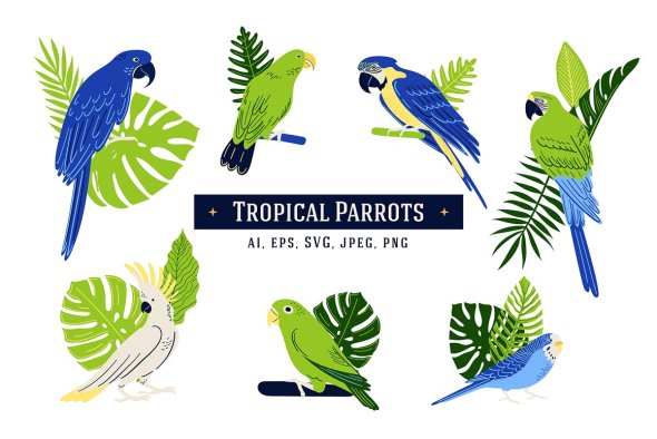 7 Tropical Parrot Illustrations 42157237