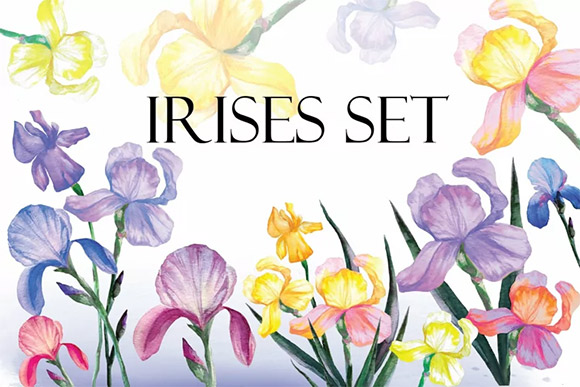 Irises PNG Collection