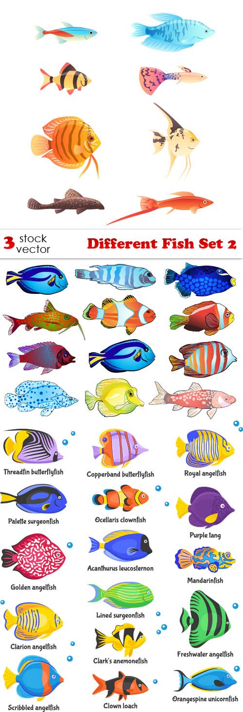 Vectors - Different Fish Set 2