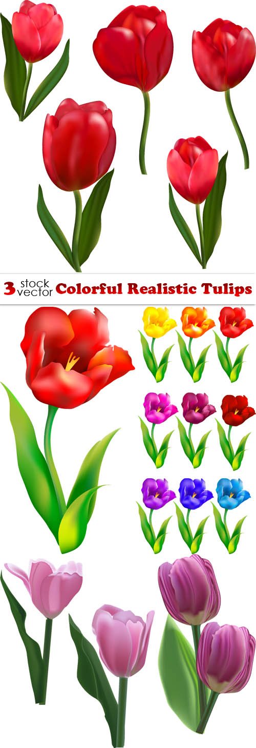 Vectors - Colorful Realistic Tulips