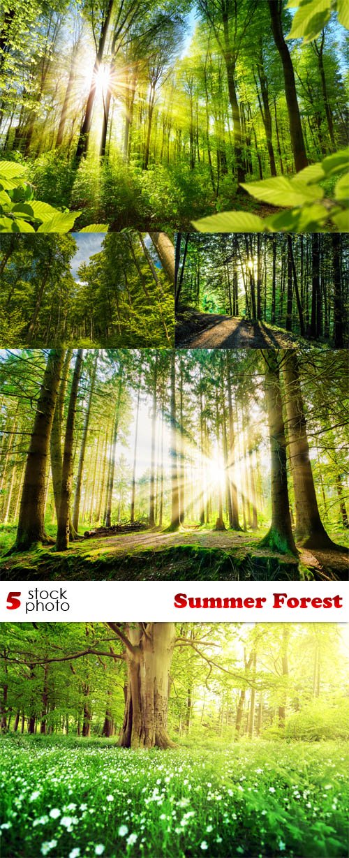 Photos - Summer Forest