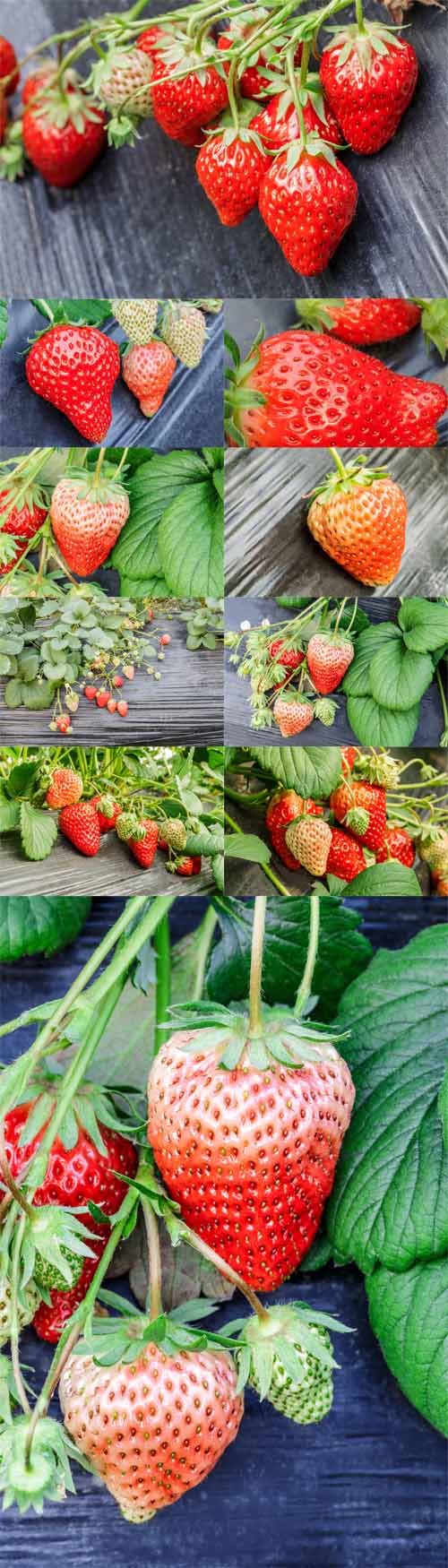 Photos - Ripe Strawberry Fruit Grows in the Plantation