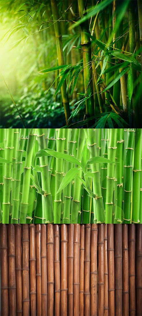 Bamboo Collection Background Part 01