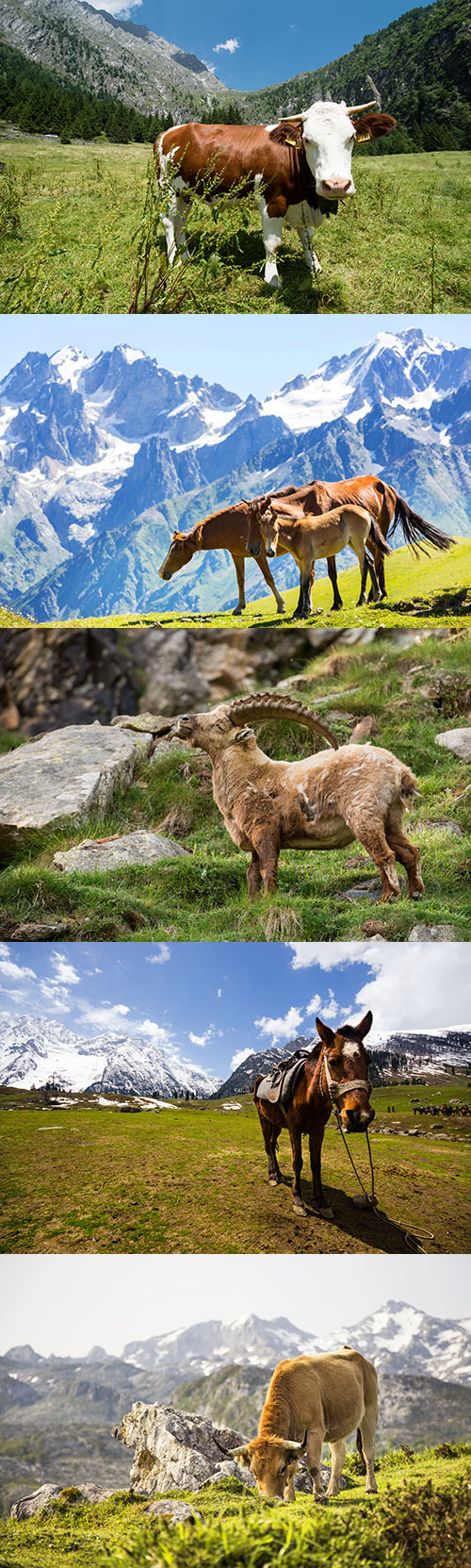 Photos - Animals in mountains