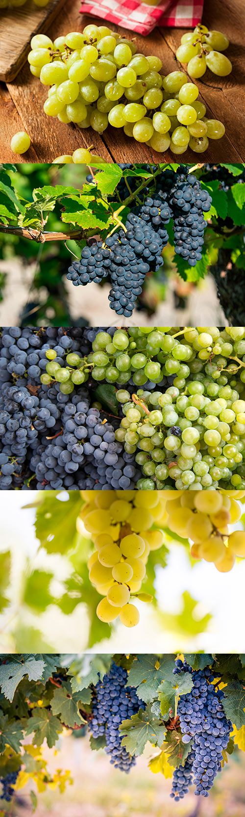 Photos - Ripe Grapes Set 3