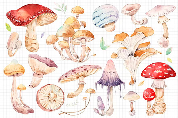 Watercolor Mushroom Collection 5LNGV5A