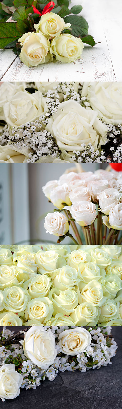 Photos - White Roses Set