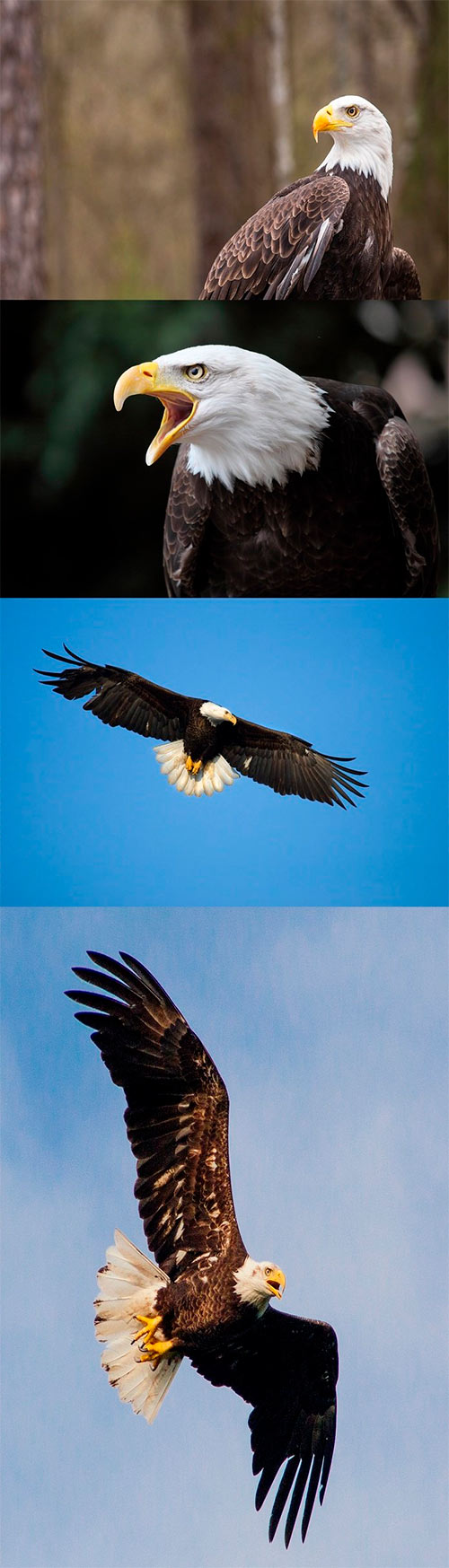 Photos - Bald Eagle