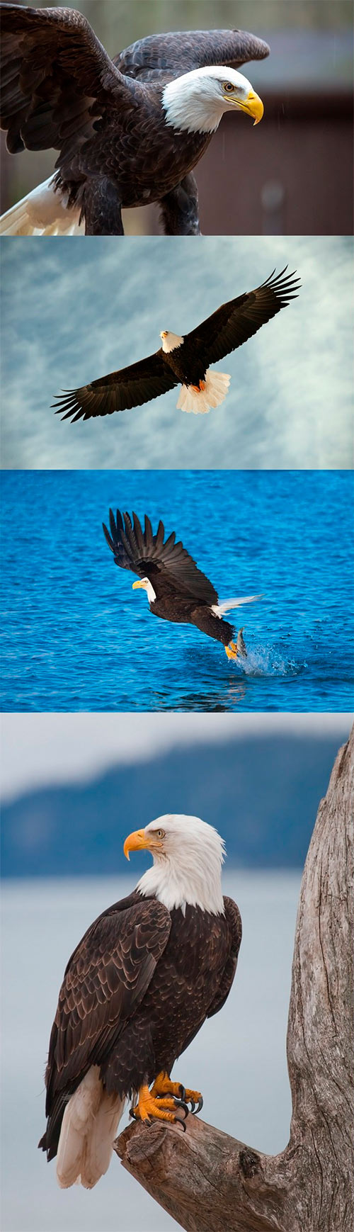 Photos - Bald Eagle