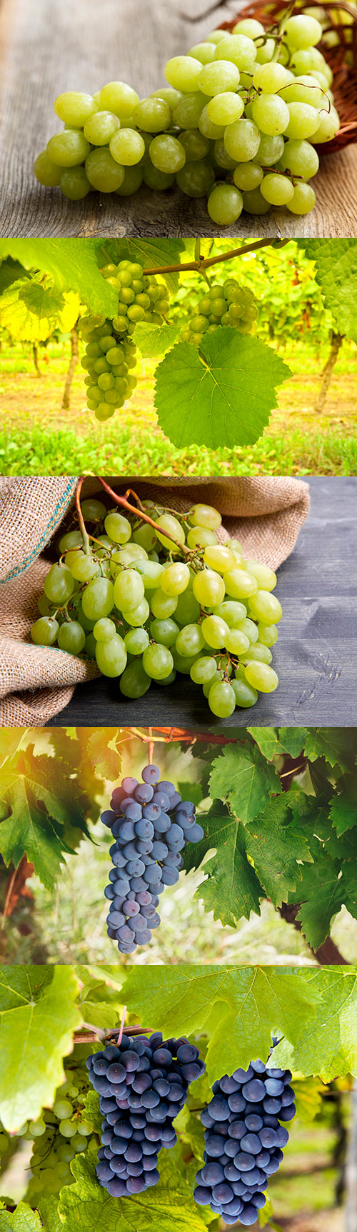 Photos - Ripe Grapes Set 4