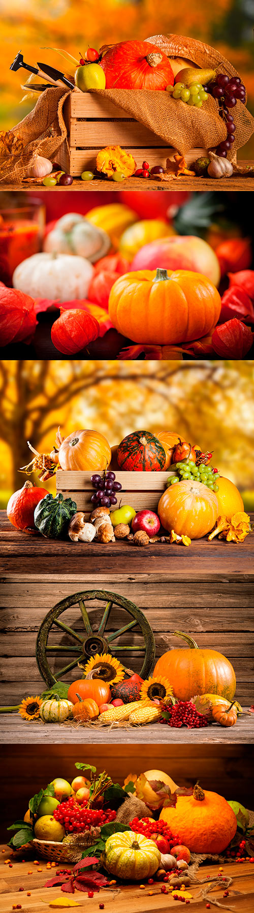 Photos - Autumn Harvest