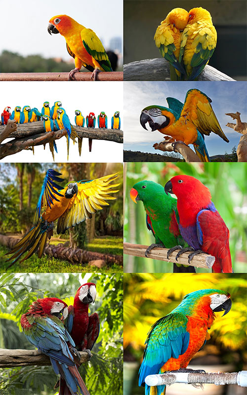 Photos - Parrots