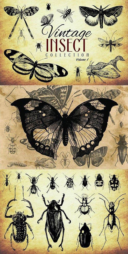 200 Vintage Insect Vector Collection - Vol.1