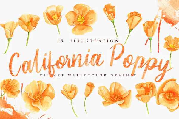 15 Watercolor California Poppy Flower Illustration