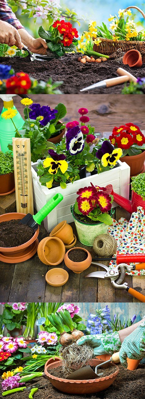 Spring gardening of agriculture planting of flowers