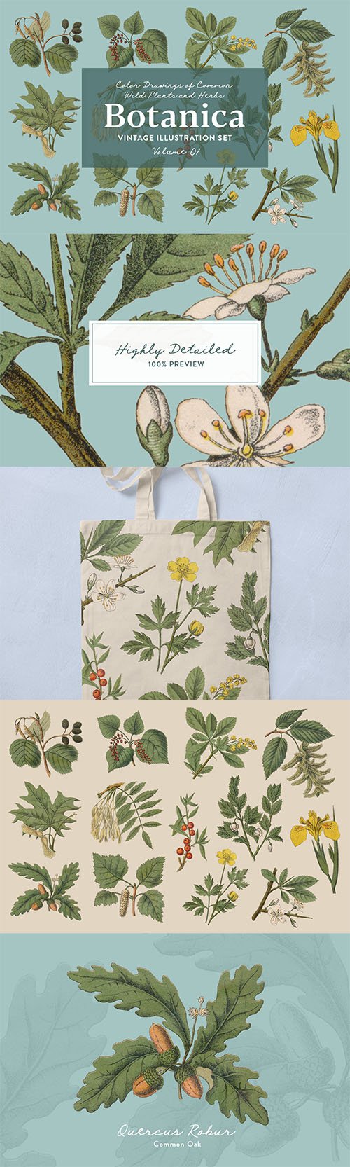 Botanica Vol. 1 - Vintage Plants Illustrations