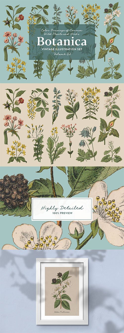 Botanica Vol. 2 - Vintage Plants Illustrations
