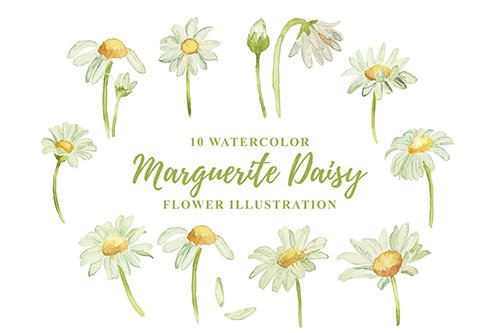 10 Watercolor Marguerite Daisy Flower Illustration