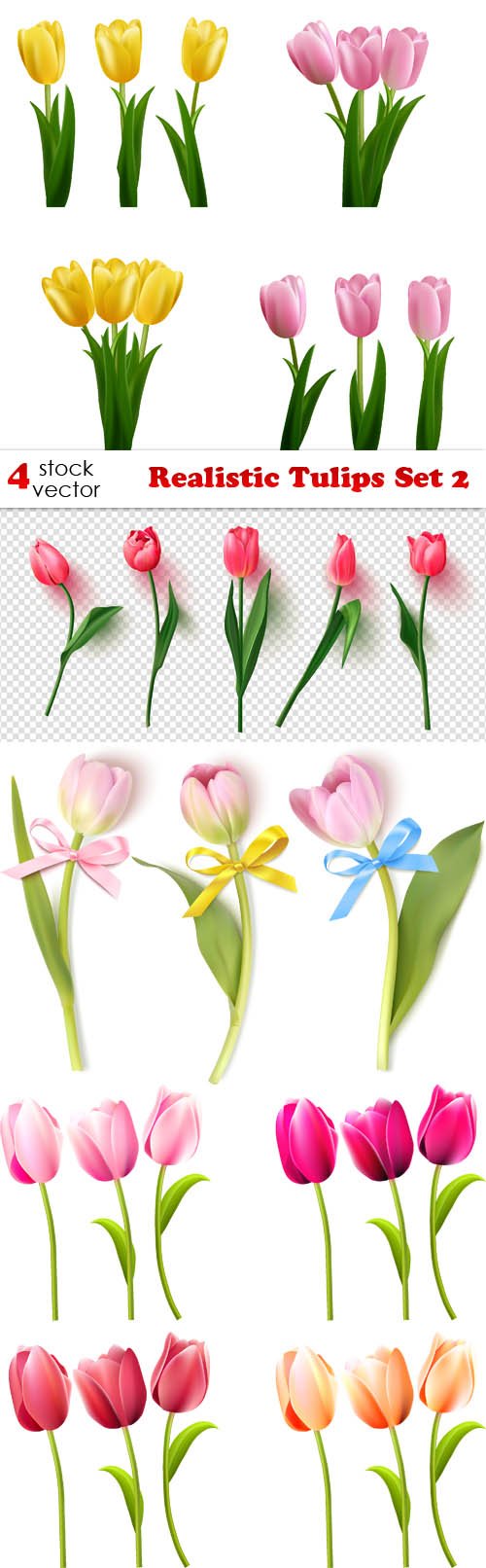 Vectors - Realistic Tulips Set 2