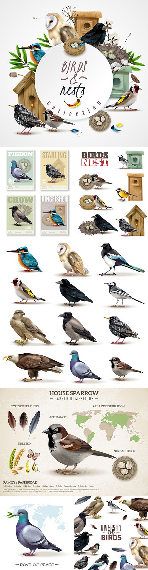 Birds set colorful birds different kinds realistic illustrations