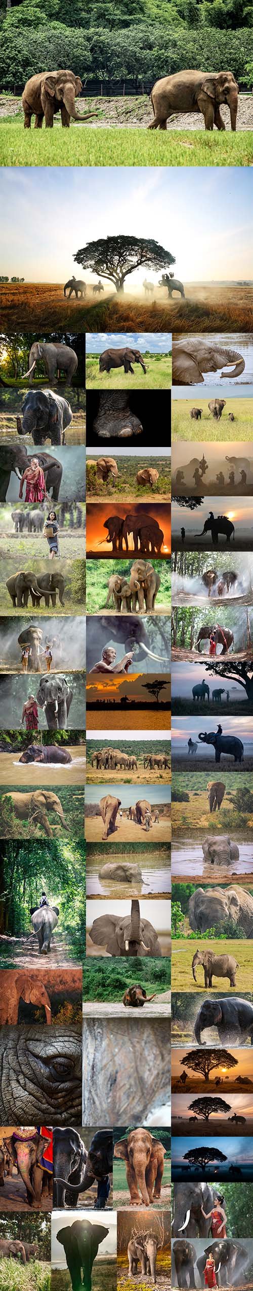 African Elephant - UHQ JPEG Stock Photo Bundle